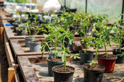 Mlade biljke paradajza. Rasad paradajza u plasteniku. Organska proizvodnja hrane. Poljoprivreda.