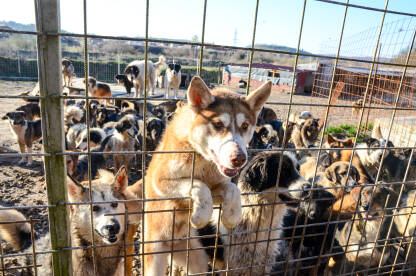 Napušteni psi u azilu. Grupa pasa u skloništu za životinje. Azil za pse. Psi lutalice žive u užasnim uvjetima u željeznim kavezima.