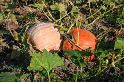 Polje na kojem rastu bundeve. Zrele bundeve spremne za berbu u jesen. Svježe povrće. Organske narandžaste tikve rastu na poljoprivrednom tlu. Proizvodnja hrane. Poljoprivreda.