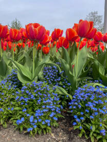 Tulipani u botaničkom vrtu