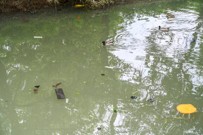 Patke plivaju u zagađenoj rijeci. Plastika i smeće plutaju u vodi. Smeće u rijeci.