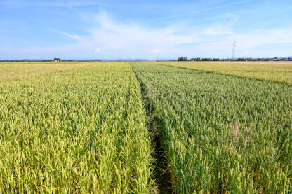 Polje na kojem rastu žitarice. Pšenica sazrijeva na njivi.