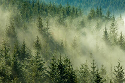 Vrhovi jelovih stabala u magli koja se podiže i koju sunce obasjava.