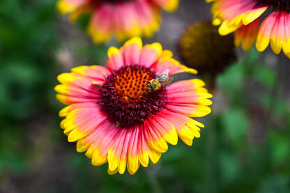Medonosna pčela skuplja nektar na cvijeću u vrtu. Cvjetanje cvijeća.