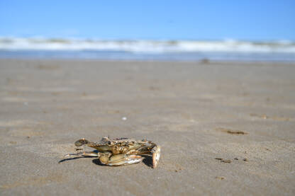 Tijelo mrtvog raka na plaži. Atlantski plavi rak. Uginula kraba na pijesku blizu mora.