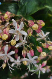 Japanski los-drvo (Clerodendrum trichotomum),  mirisni grm  sa bijelim, mirisnim cvjetovima koji izlaze iz ružičastih čašica.