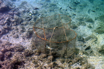 Ribarska vrša na dnu mora. Ribe u ribarskoj vrši. Ribolov na moru. Zamka za ribe od žičane mreže u vodi.