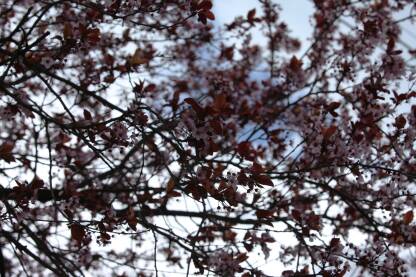 Cvetici na drvetu breskve, pozadina od belih oblaka