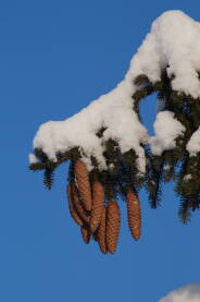 Šišarike i grane jelke prekrivene snijegom.