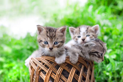 Razigrani šareni mačići u pletenoj korpici.