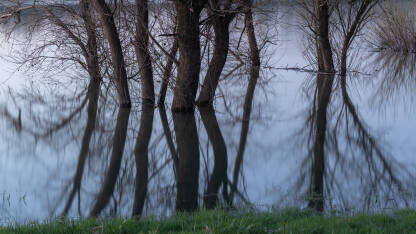 Drvo u vodi, poplavljena obala rijeke Save posle kiša u proljeće, odraz u vodi