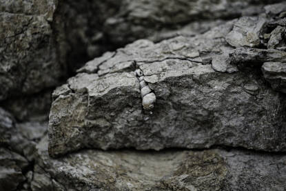 Fosil u obliku vijka u kamenu