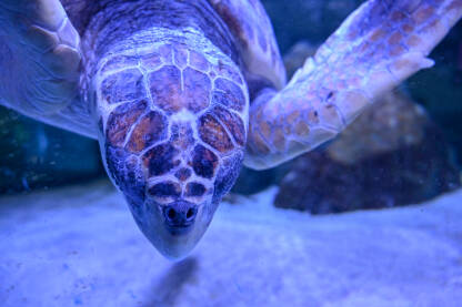 Glavata želva u moru. Morska kornjača pliva u moru. Krupni plan kornjače u vodi.