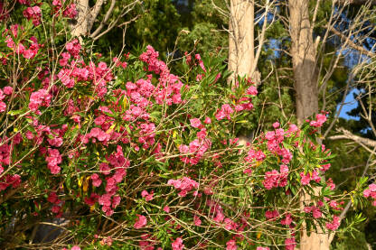 Oleander. Ružičasti cvjetovi oleandra. Grm oleandra uz more.
