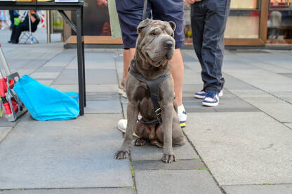 Shar Pei, vrsta psa. Kineski šar-pej na povodcu. Kućni ljubimac.