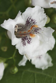 Cvijet katalpe, (Catalpa bignonioides) krupni plan