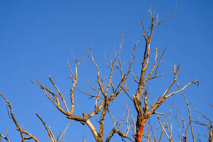 Suhe grane bez lišća na starom drvetu. Osušeno mrtvo drvo u prirodi.