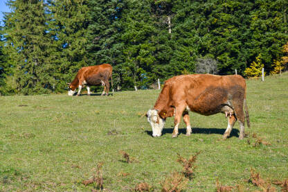 Krave pasu travu na livadi tokom dana. Stoka na ispaši.