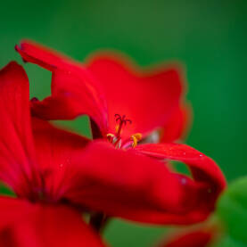 Crveni sićušni cvijet sa tučkom i prašnicima, snimljen izbliza sa zamućenom pozadinom i plitkim poljem fokusa