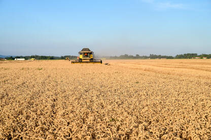 Kombajn sakuplja pšenicu u polju. Žetvu žitarica ljeti.
