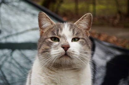 Mačka sa zelenim očima sjedi na automobilu.
