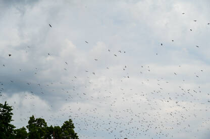Grupa ptica leti iznad grada u sumrak. Divlje ptice na nebu.
