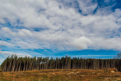 Četinarska šuma i plavo nebo prekriveno oblacima