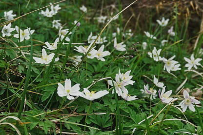 Bijela šumarica (Anemone nemorosa), prepoznatljiva po zvjezdastim bijelim cvjetovima sa žutim prašnicima u sredini.Cvjeta rano u proljeće.Cijela biljka je otrovna.