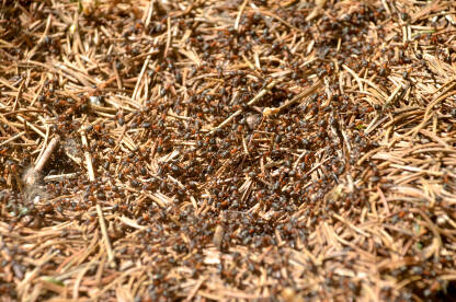 Mravi u mravinjaku u prirodi. Kolonija mrava u polju. Vojska mrava, izbliza. Smeđi šumski mravi.