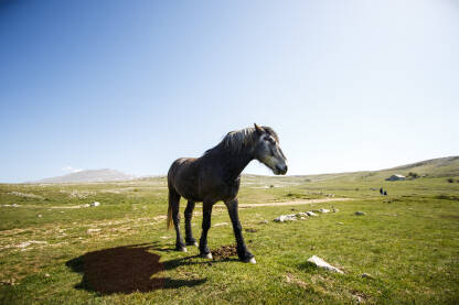 Divlji konji na planini Cincar u blizini Livna.