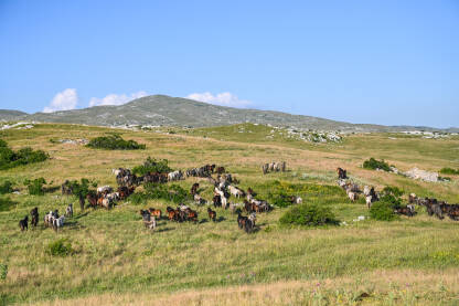 Krdo divljih konja u prirodi. Grupa konja kod Livna, Bosna i Hercegovina.
​