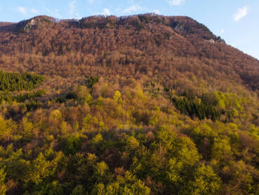 Šuma u planini, snimak dronom. Drveće počinje da lista u rano proleće.