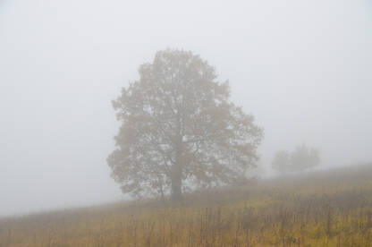 Drvo u magli. Usamljeno drvo u prirodi u jesen.