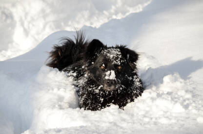Slatki crni pas u snijegu. Pas se igra u snijegu. Kućni ljubimci.