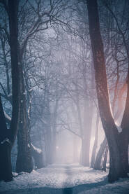 Zimska magla u gradskom parku u Bihaću.