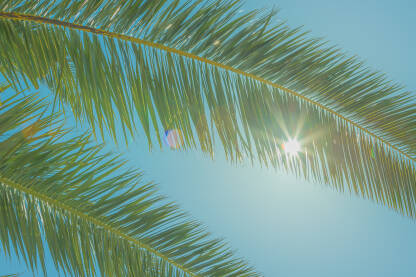 Grane palme na jarkom podnevnom suncu i plavom nebu.