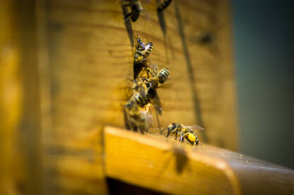 Fotografije pčelinjaka i pčela prilikom unosa polena.