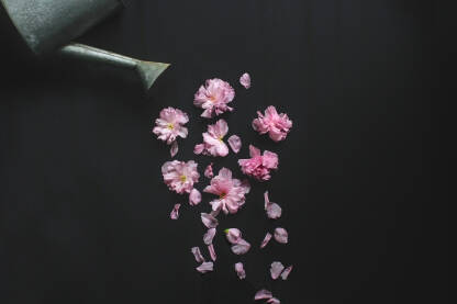Kantica za zalijevanje cvijeća ,cvjetovi japanske trešnje i latice