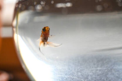 Zlatna ribica pliva u akvariju. Riba živi u staklenoj posudi u kući. Kućni ljubimci.