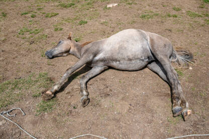 Konj leži na zemlji. Mladi konj se odmara.