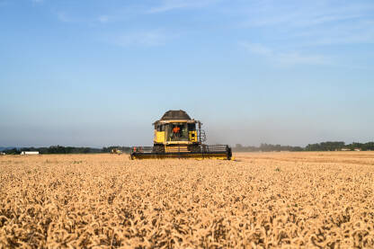 Kombajn sakuplja pšenicu u polju. Žetvu žitarica ljeti.