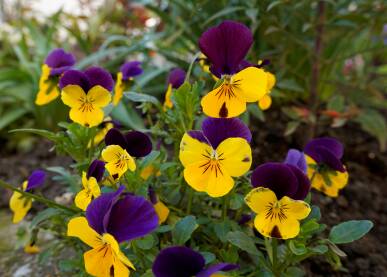 Maćuhica (lat. Viola tricolor) su čest ukras naših vrtova.