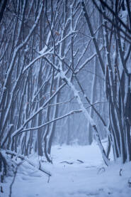Sitne grabove grane prekrivene snijegom sa stazom između