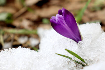Proljetni šafran u snijegu