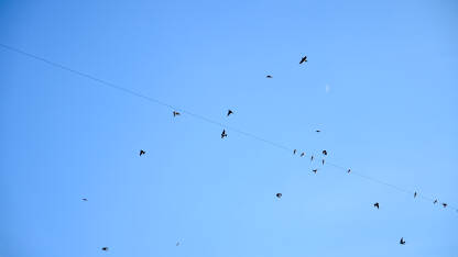 Lastavice lete u zraku. Grupa ptica.