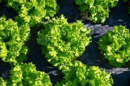 Usjevi zelene salate u polju. Salata raste u redovima na poljoprivrednom zemljištu. Redovi svježe zelene salate na poljoprivrednoj parceli.