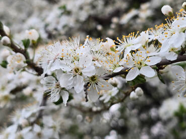 Proljetni behar na grani drveta. Cvijeće behara. Priroda.