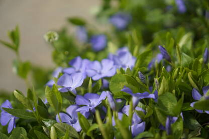 Mali zimzelen,puzava trajnica plavih cvjetova sa sitnim, tamno zelenim, sjajnim jajolikim listovima. Stvara niski zimzeleni pokrivač tla.
lat. Vinca minor