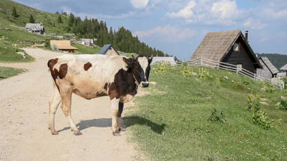 Krave na makadamskom putu u selu.