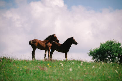 Dva mlada konja na livadi